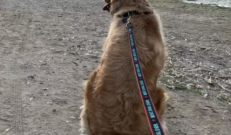 Pet Care Club of the Foothills - ,