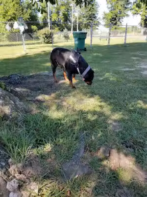 The Petal Dog Park - Petal, MS