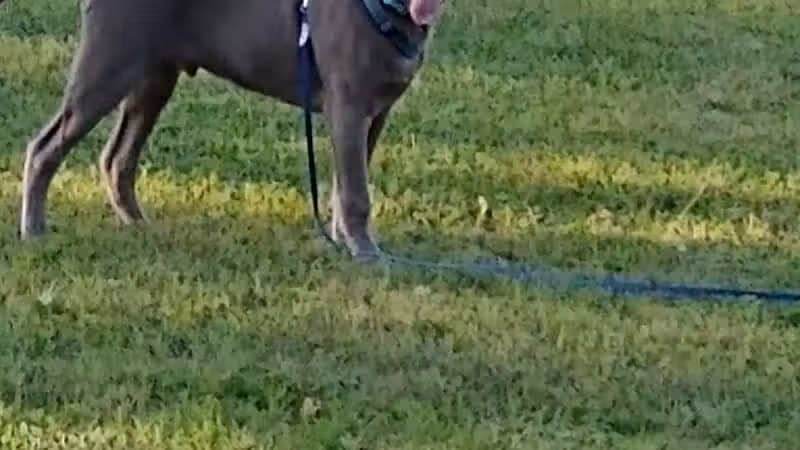 Curtis Park - Petoskey, MI