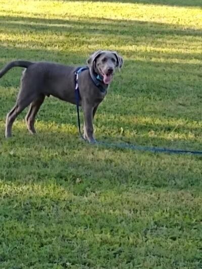 Curtis Park - Petoskey, MI
