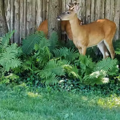 Lockwood Park - Petoskey, MI