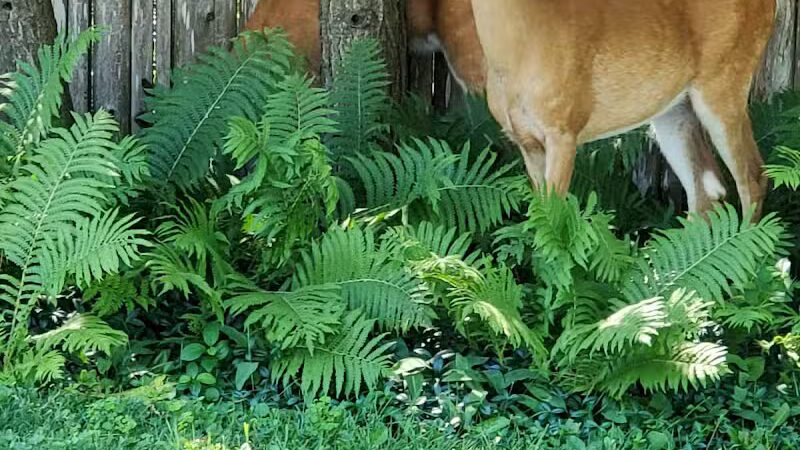 Lockwood Park - Petoskey, MI