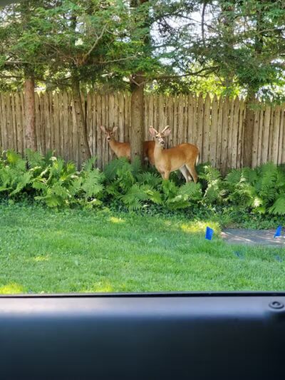 Lockwood Park - Petoskey, MI