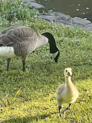 Moon Lake Park - Phenix City, AL