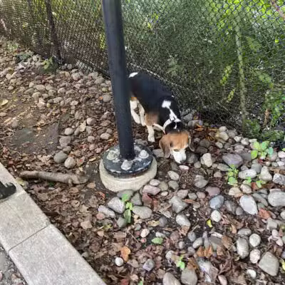 Big Dog Run - Philadelphia, PA