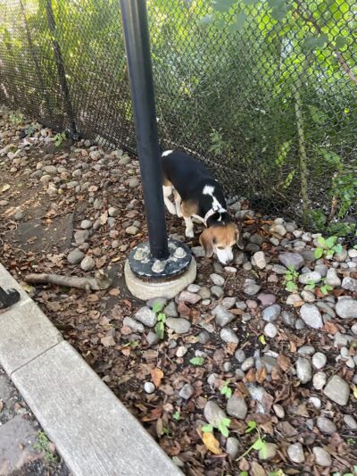 Big Dog Run - Philadelphia, PA