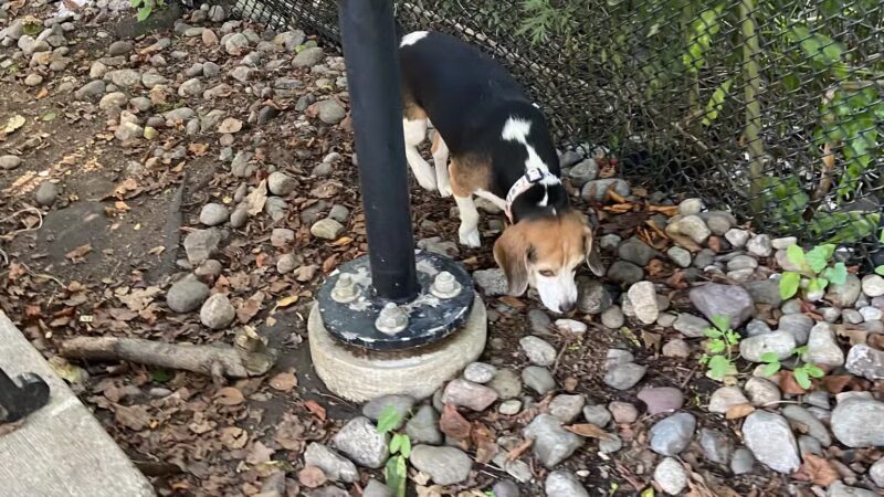 Big Dog Run - Philadelphia, PA