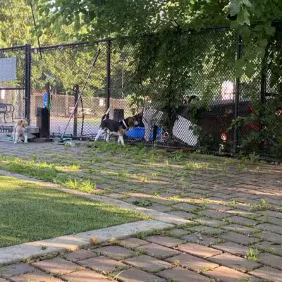 Big Dog Run - Philadelphia, PA