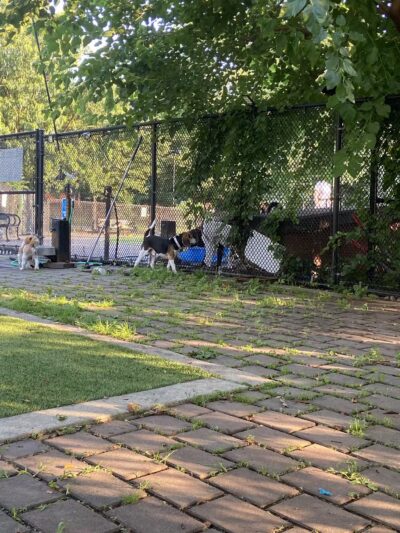 Big Dog Run - Philadelphia, PA