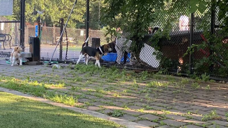 Big Dog Run - Philadelphia, PA