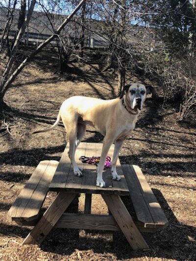 Tucker Dog Park - Philadelphia, PA