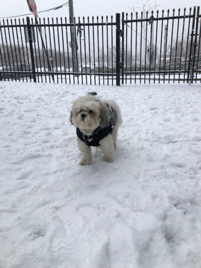 Tucker Dog Park - Philadelphia, PA