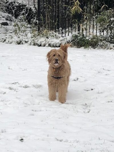 Tucker Dog Park - Philadelphia, PA