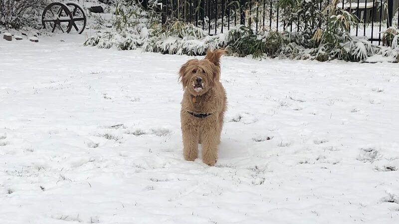 Tucker Dog Park - Philadelphia, PA
