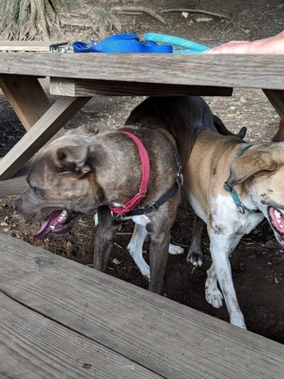 Tucker Dog Park - Philadelphia, PA