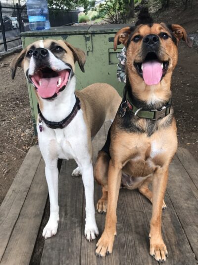 Tucker Dog Park - Philadelphia, PA