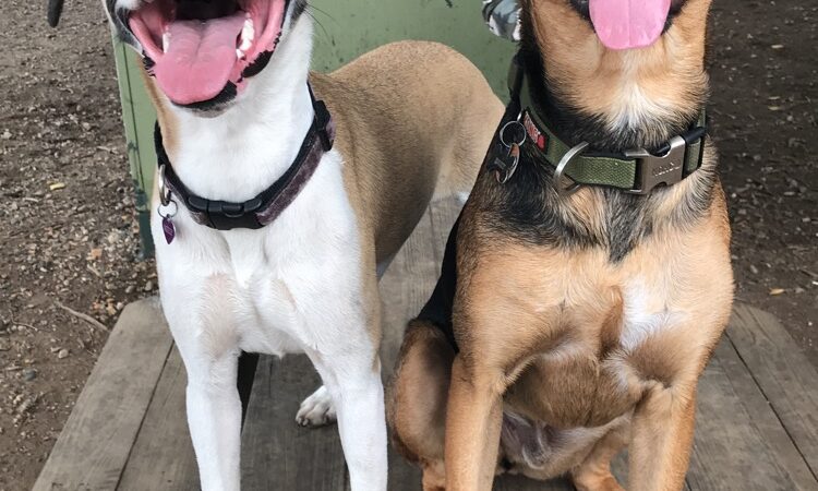 Tucker Dog Park - Philadelphia, PA