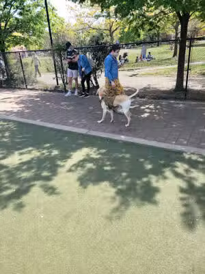 Big Dog Run - Philadelphia, PA