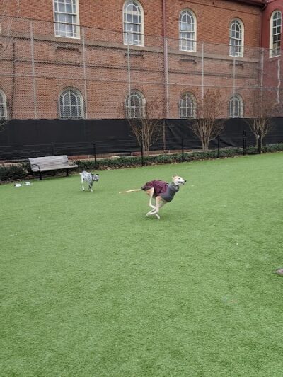 Green Street Dog Park - Membership Required - Philadelphia, PA