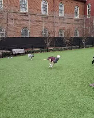 Green Street Dog Park - Membership Required - Philadelphia, PA
