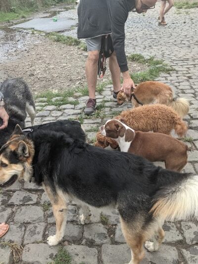 Palmer Doggie Depot - Philadelphia, PA