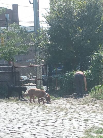 Palmer Doggie Depot - Philadelphia, PA