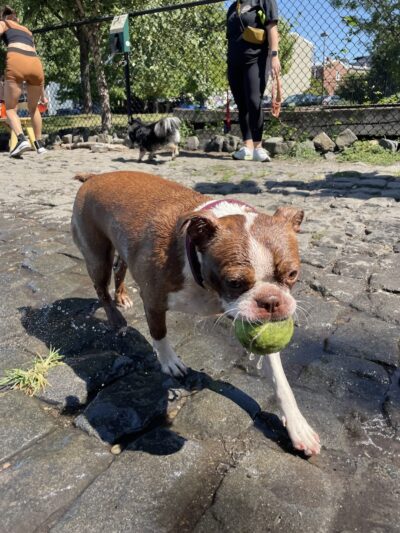 Palmer Doggie Depot - Philadelphia, PA