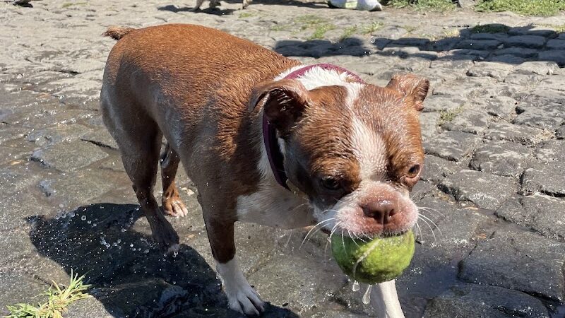 Palmer Doggie Depot - Philadelphia, PA