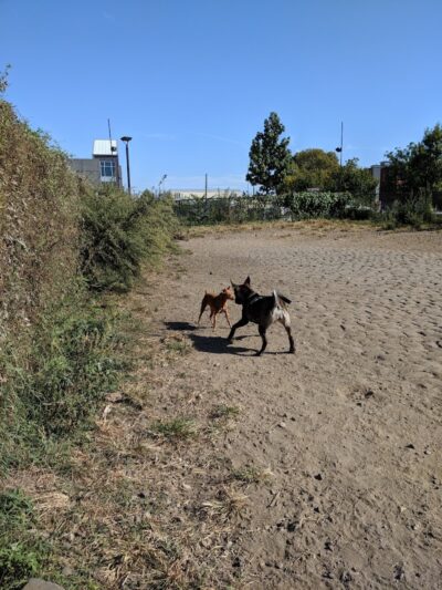 Palmer Doggie Depot - Philadelphia, PA