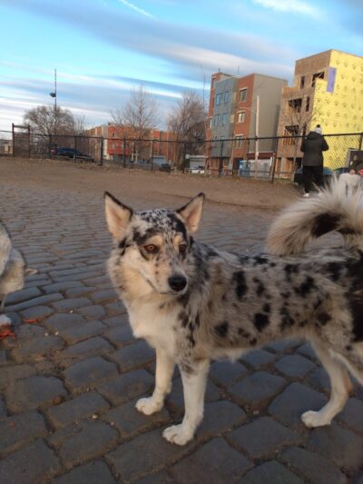 Palmer Doggie Depot - Philadelphia, PA