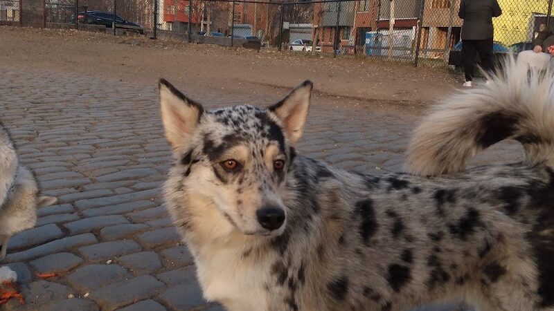 Palmer Doggie Depot - Philadelphia, PA