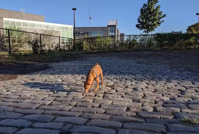 Palmer Doggie Depot - Philadelphia, PA
