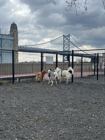 Penn's Landing Dog Park - Philadelphia, PA