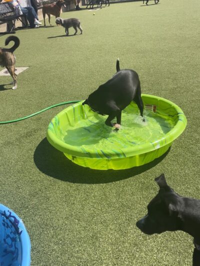 Pops Dogs - Philadelphia, PA