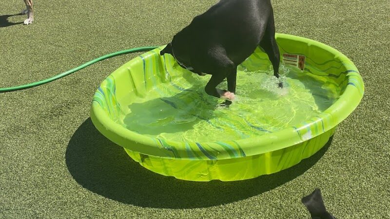 Pops Dogs - Philadelphia, PA