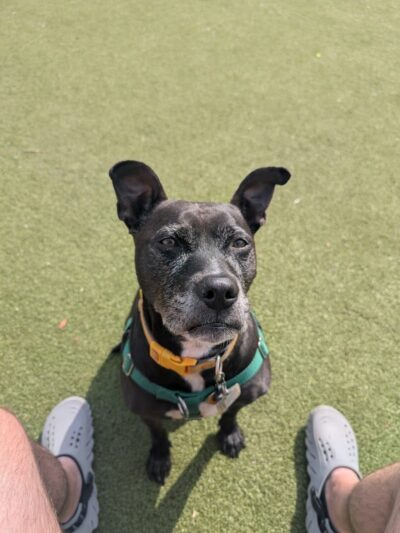 Pops Dogs - Philadelphia, PA