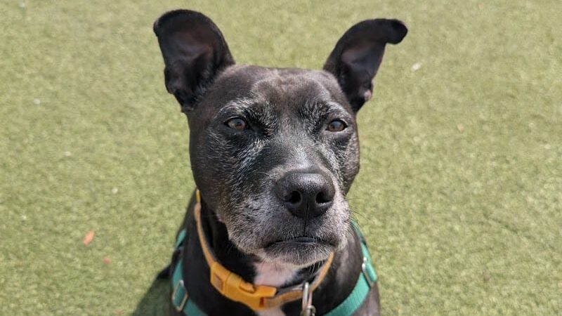 Pops Dogs - Philadelphia, PA