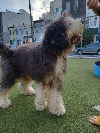 Pops Dogs - Philadelphia, PA