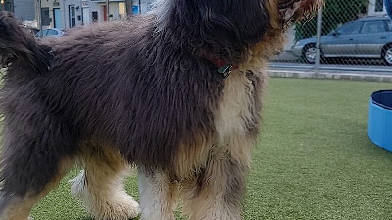 Pops Dogs - Philadelphia, PA