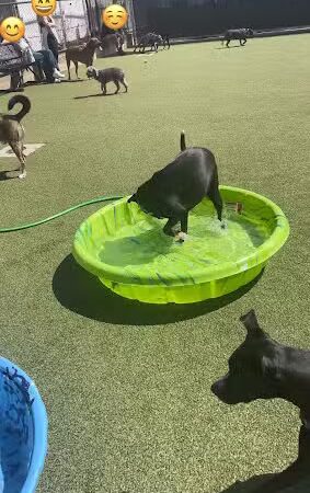 Pops Dogs - Philadelphia, PA