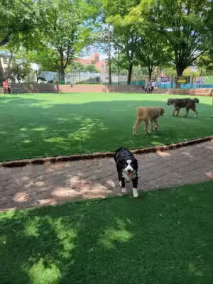 Seger Dog Park - Philadelphia, PA