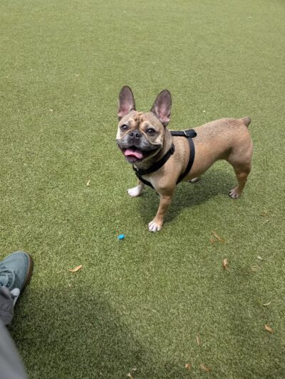 Pops Dogs - Philadelphia, PA