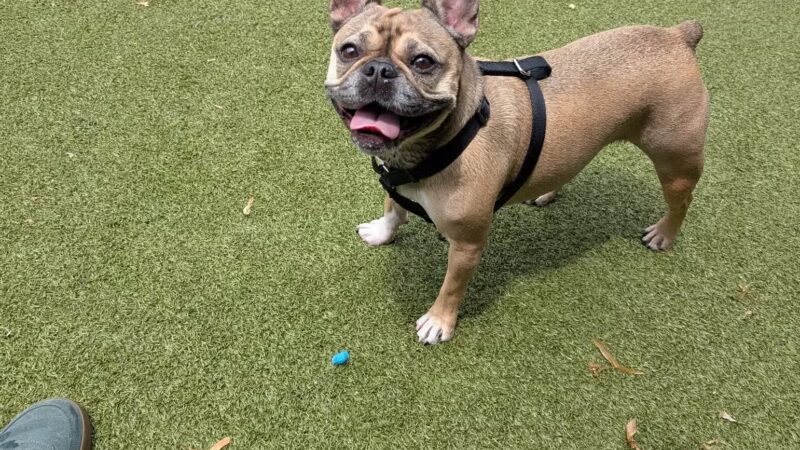 Pops Dogs - Philadelphia, PA