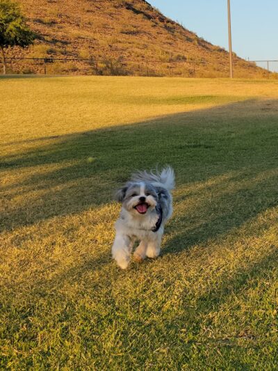 Deem Hills Dog Park - Phoenix, AZ