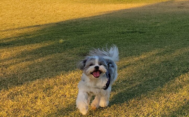 Deem Hills Dog Park - Phoenix, AZ