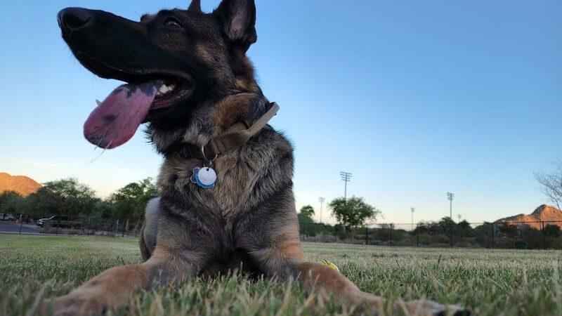 Deem Hills Dog Park - Phoenix, AZ