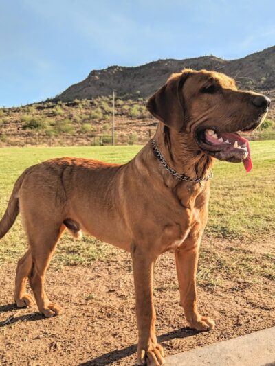 Deem Hills Dog Park - Phoenix, AZ
