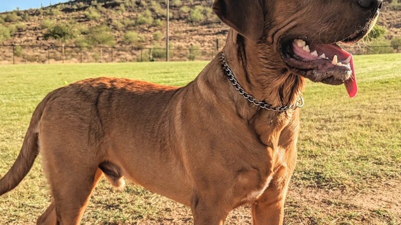 Deem Hills Dog Park - Phoenix, AZ