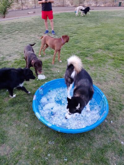 Deem Hills Dog Park - Phoenix, AZ