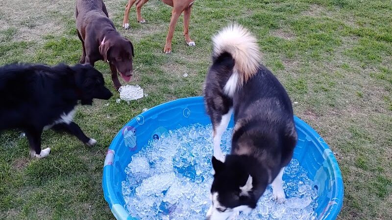 Deem Hills Dog Park - Phoenix, AZ